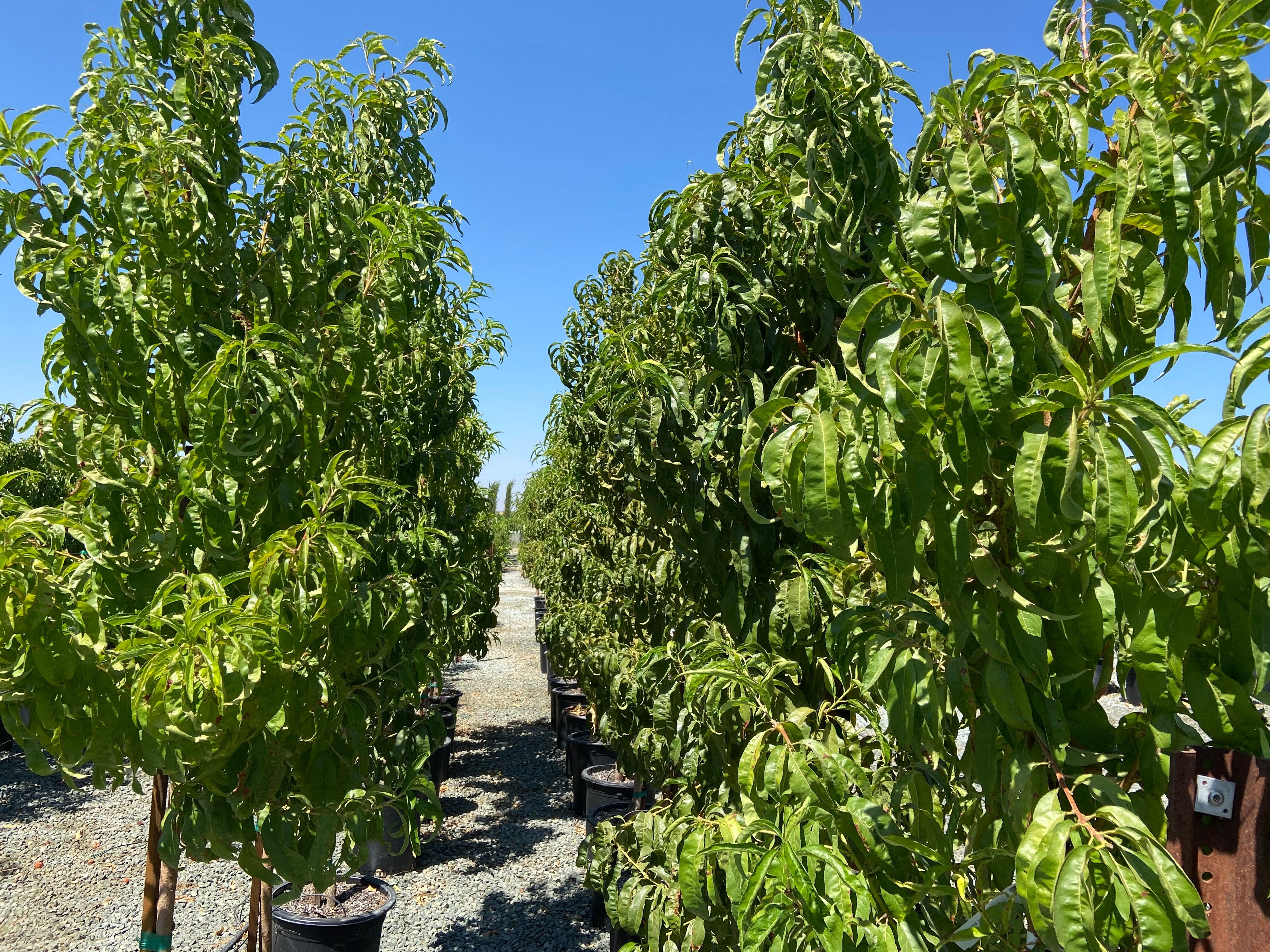 Nectarine Tree - Image 4