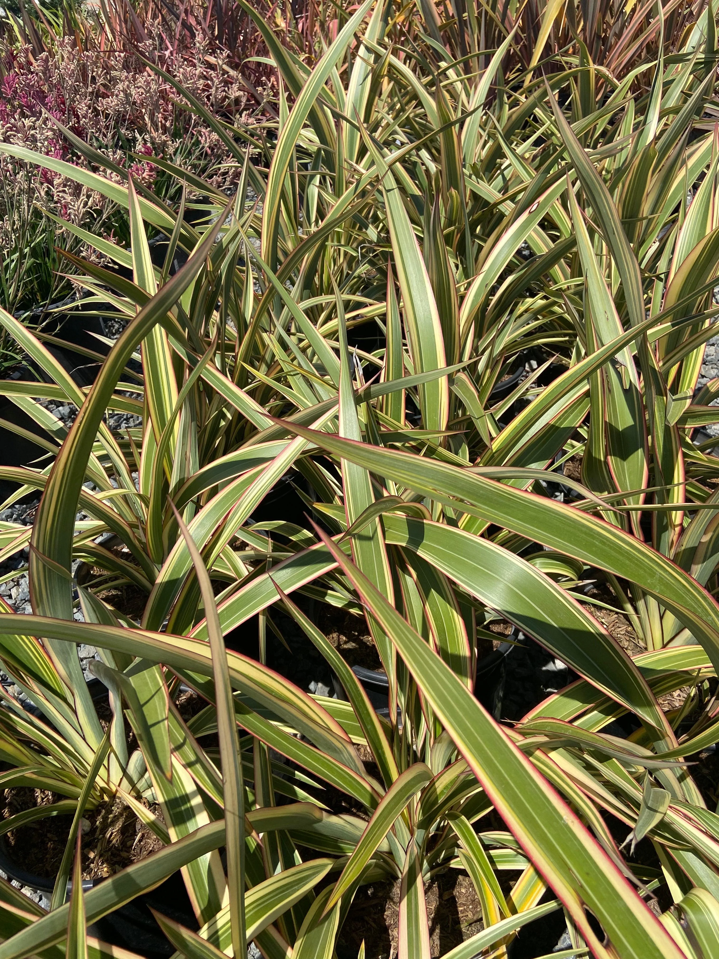 New Zealand Flax - Phormium - Image 4