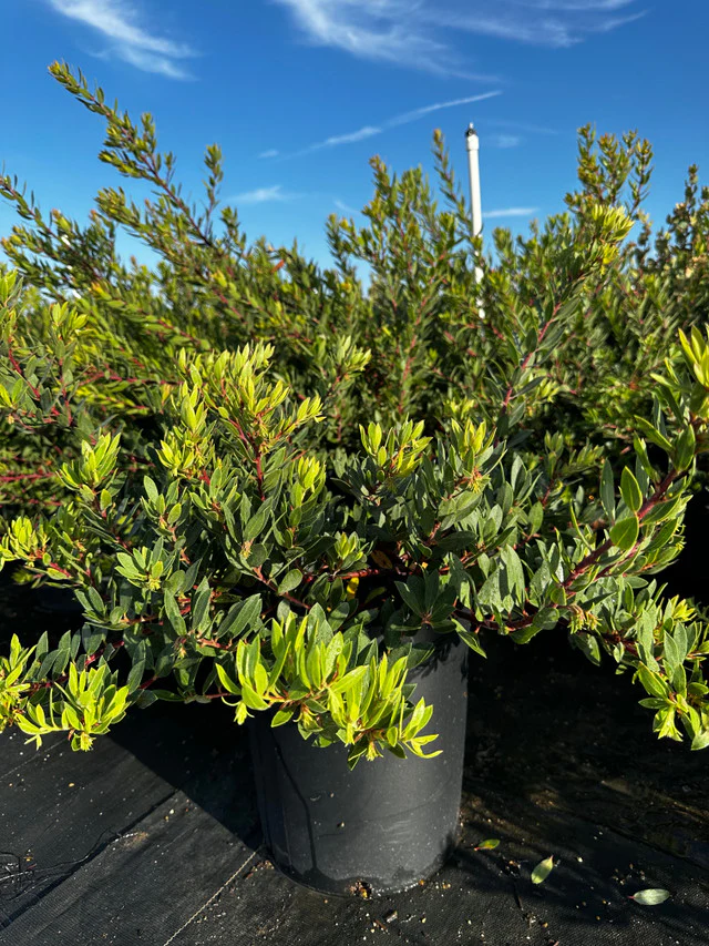 Pacific Mist Manzanita - Arctostaphylos 'Pacific Mist