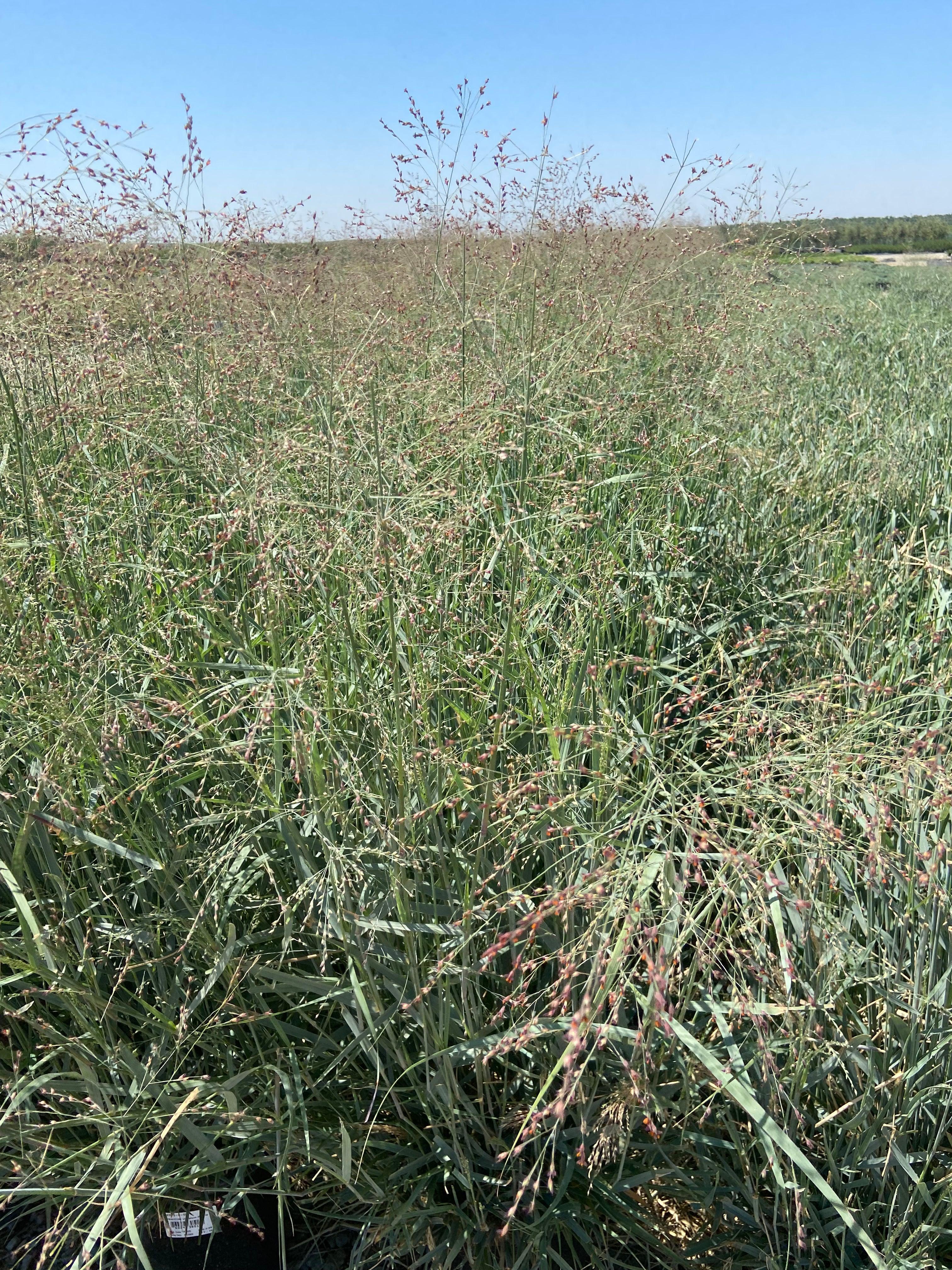 Switch Grass - Panicum Variegatum Prairie Sky - Image 3
