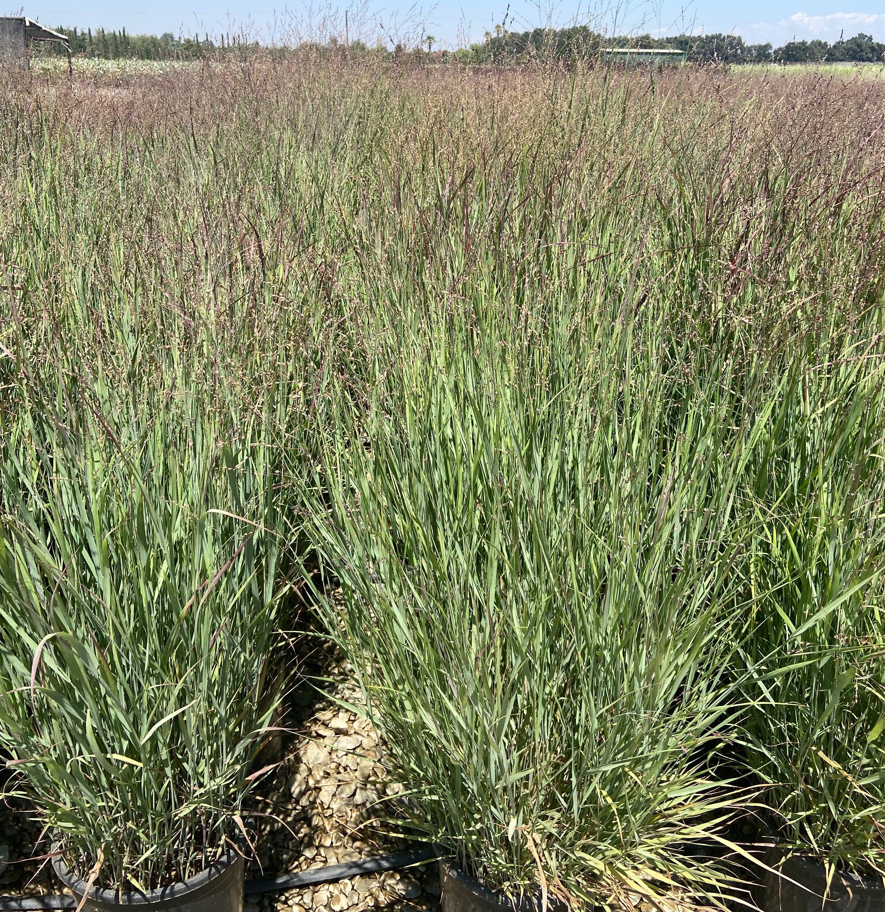 Shenandoah Switch Grass - Panicum Variegatum Shenandoa - Image 3