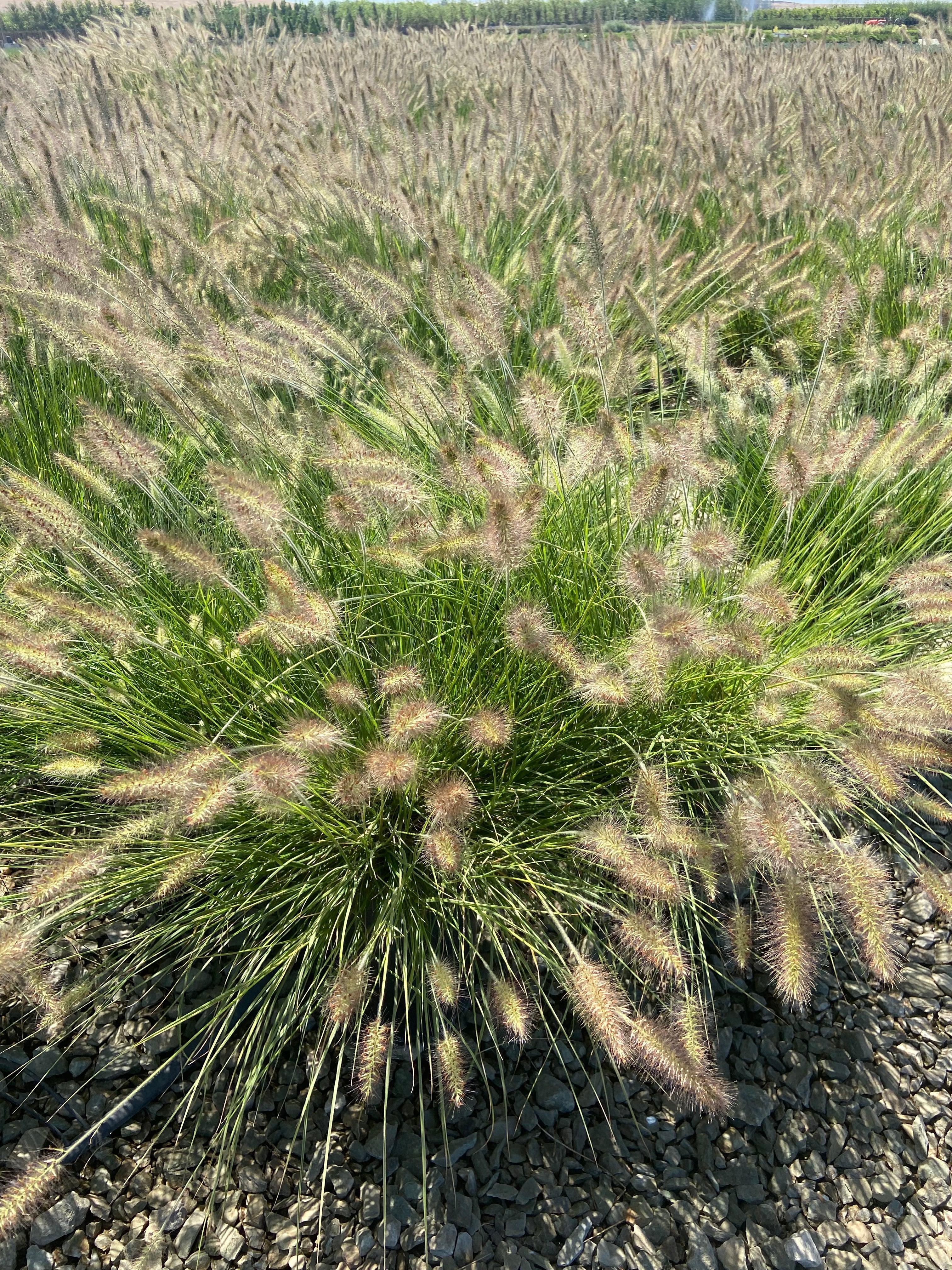 Little Bunny Dwarf Fountain Grass - Pennisetum Alopecuroides Little Bunny