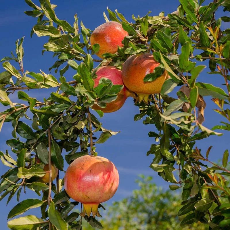 Pomegranate Tree For Sale - Image 3