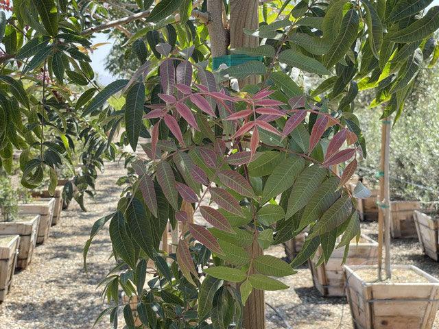 Red Push Pistache Tree - Pistachia Red Push