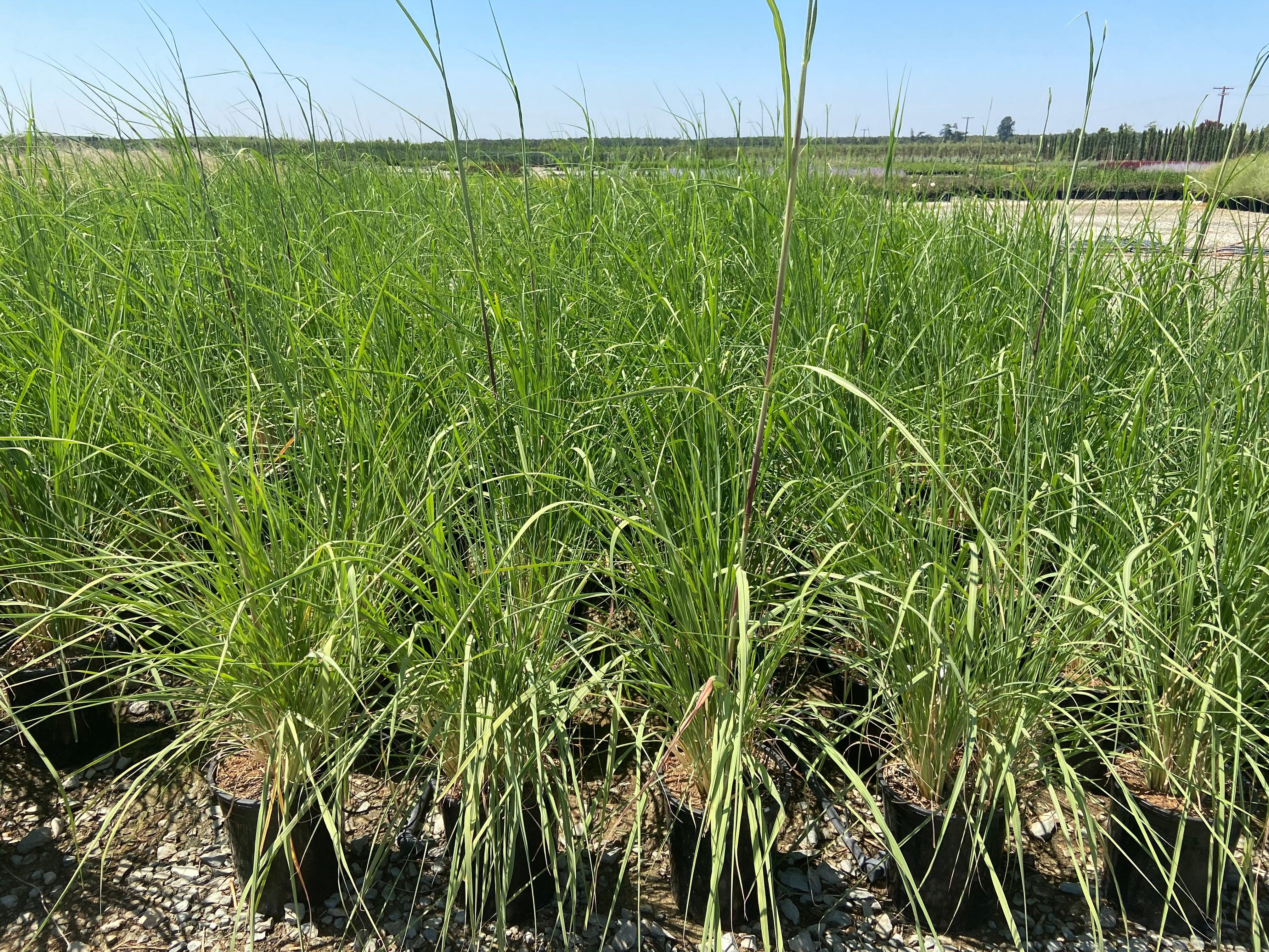 Northern Pampas Grass - Saccharum Ravennae - Image 3