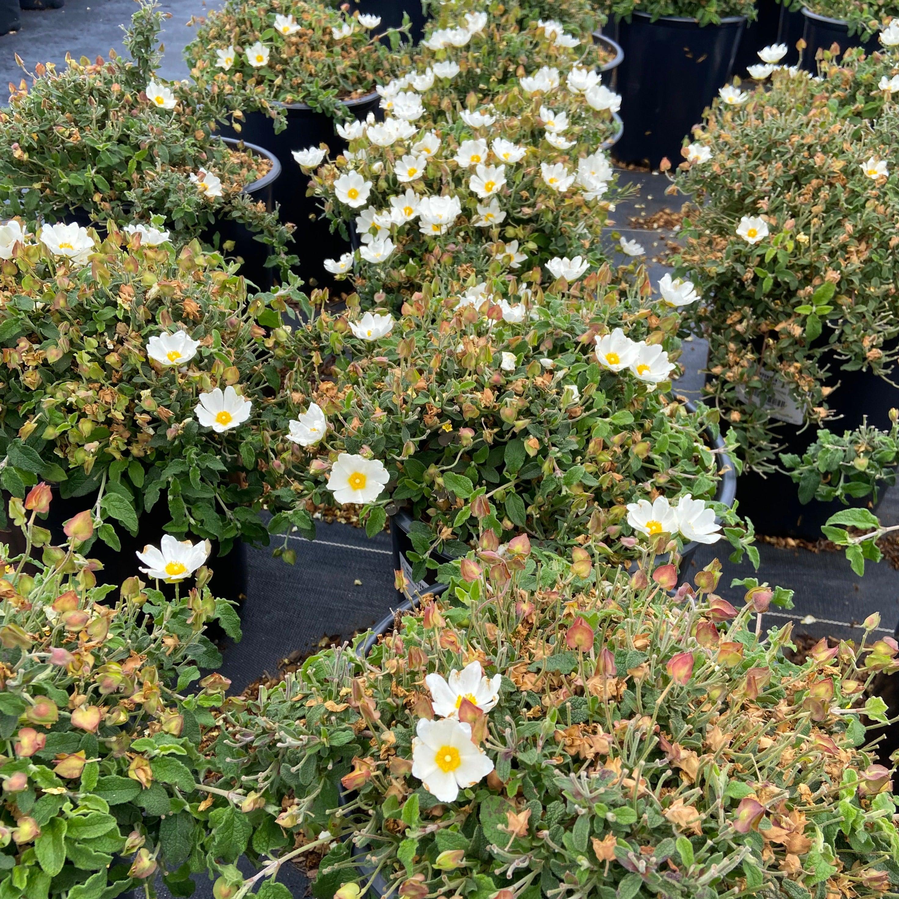 Sageleaf Rockrose - Cistus salviifolius (White)