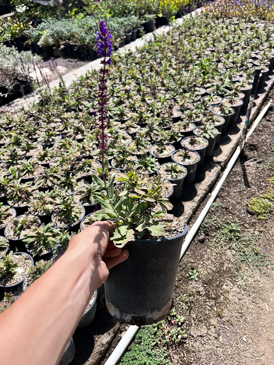 Salvia Caradonna (Caradonna Salvia)