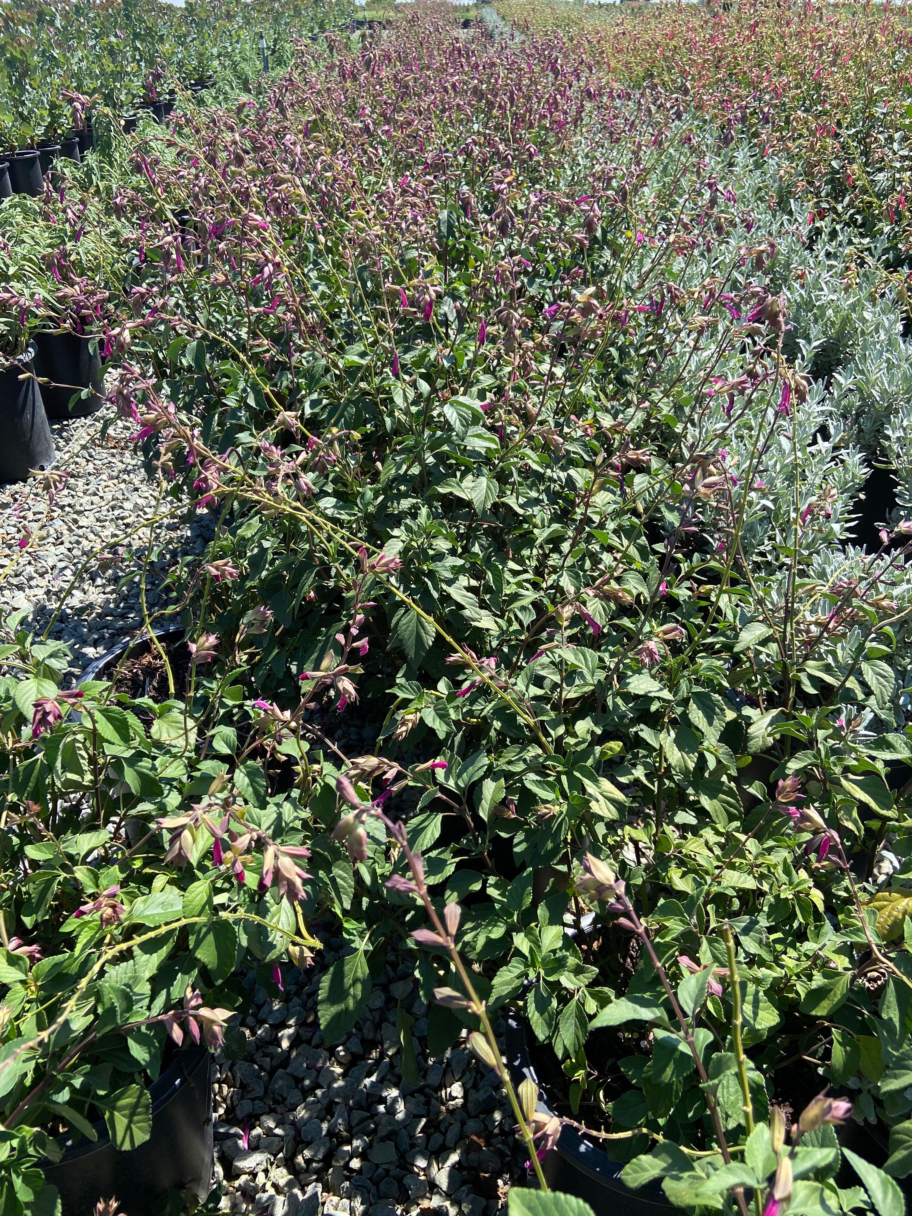 Wendy's Wish Sage - Salvia Wendy's Wish