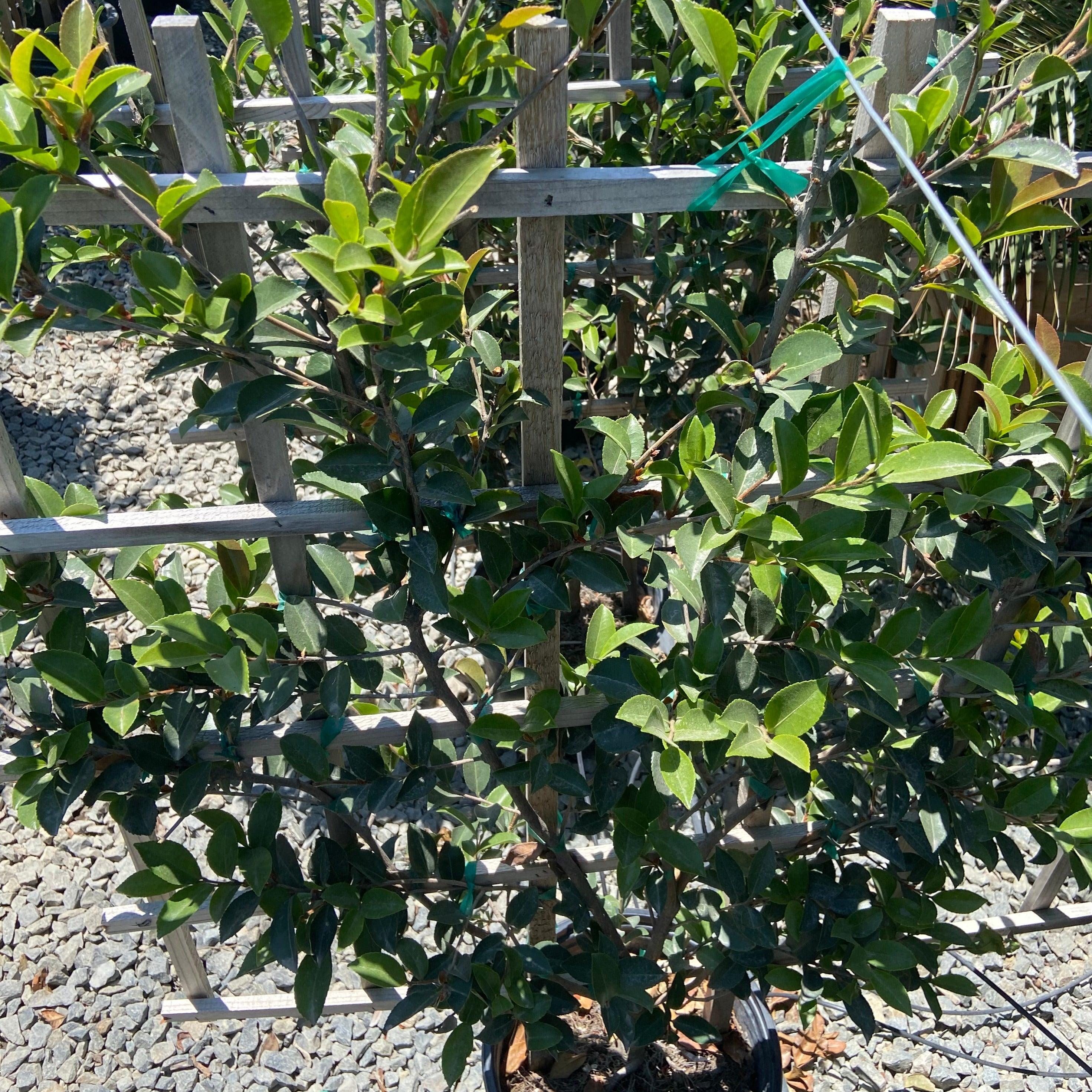 Setsugekka Sasanqua Camellia Espalier - Camellia sasanqua 'Setsugekka' (White) Espalier