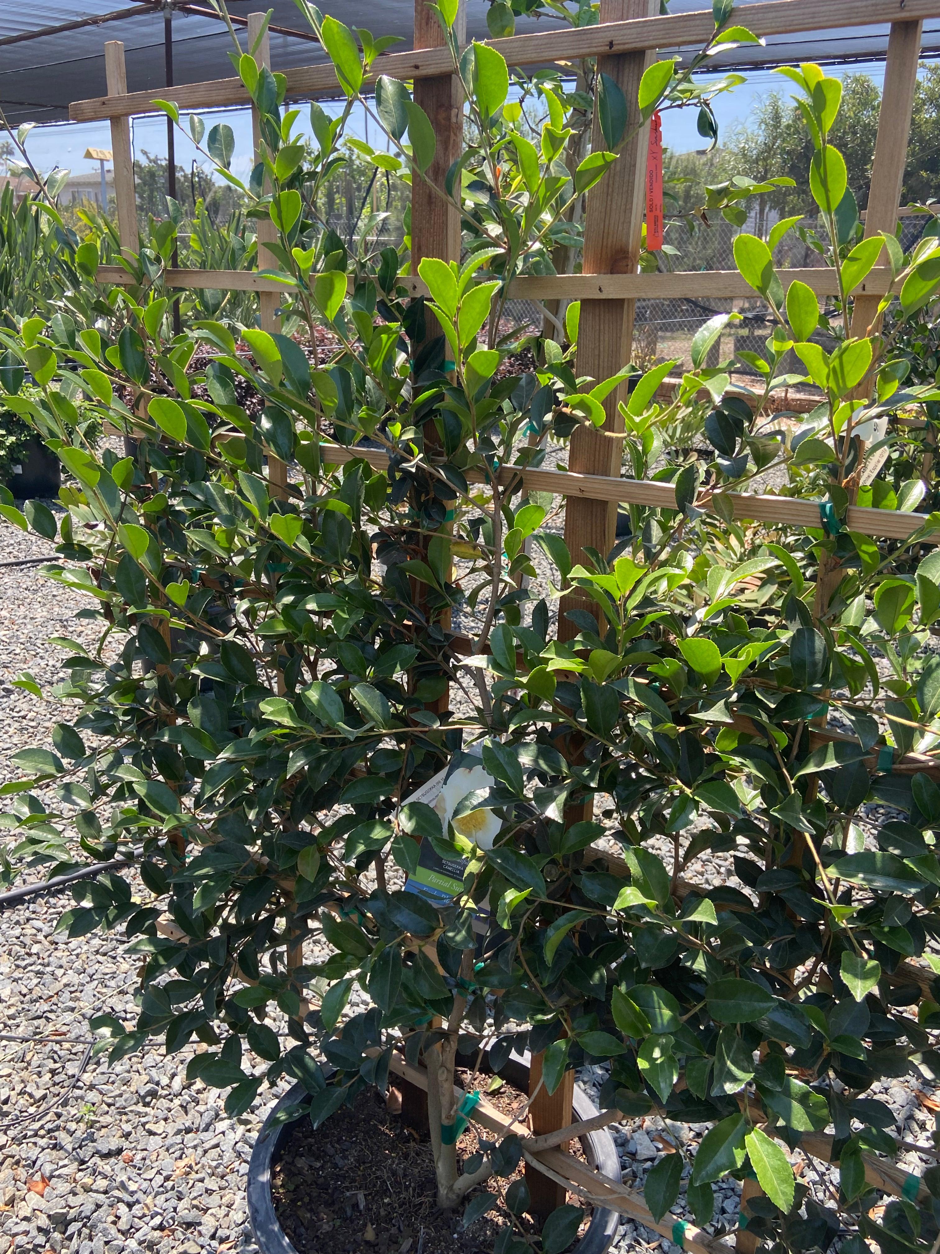 Setsugekka Sasanqua Camellia Espalier - Camellia sasanqua 'Setsugekka' (White) Espalier - Image 2
