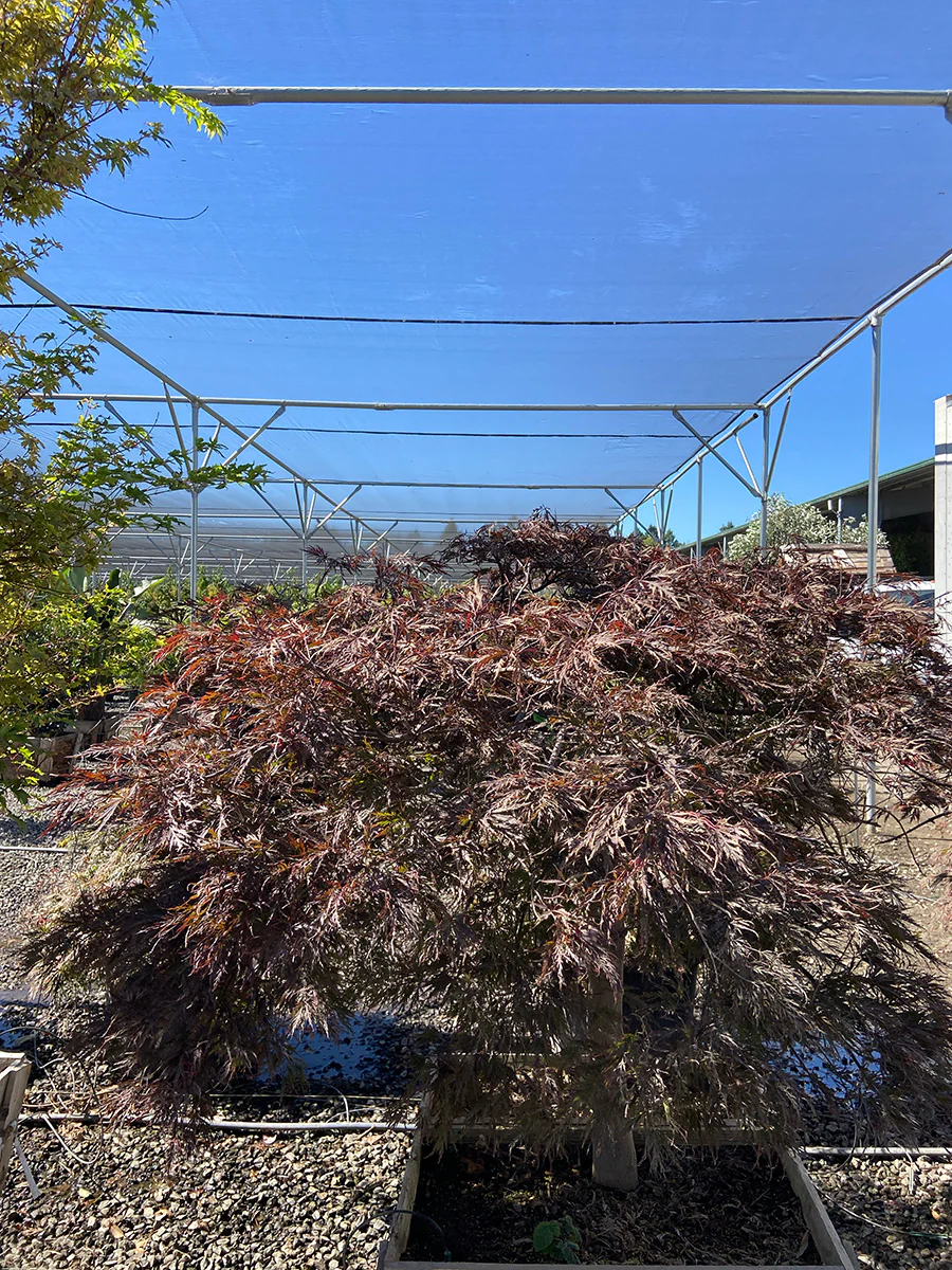 Shaina Japanese Maple - Acer palmatum 'Shaina'