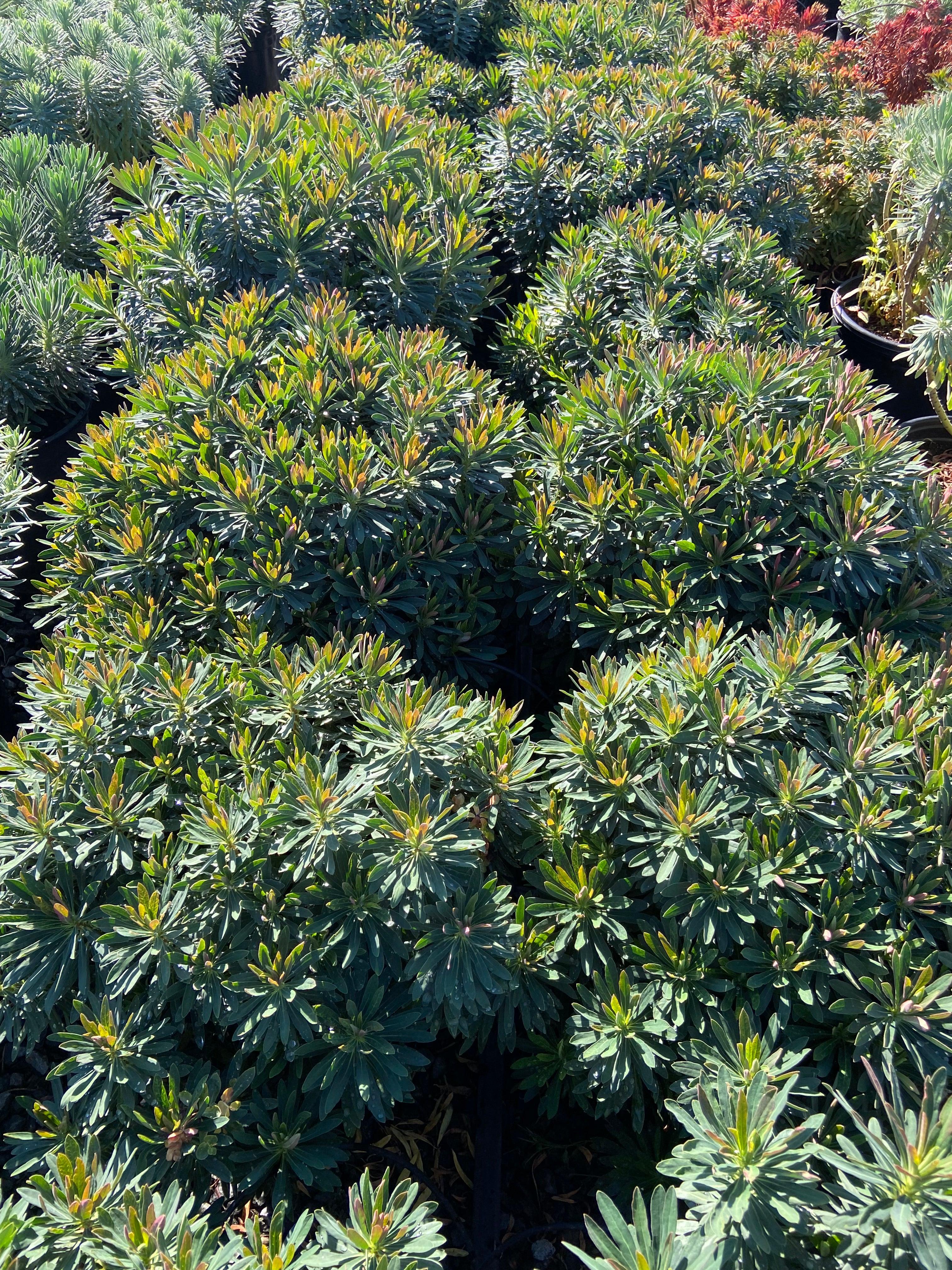 Spurge - Euphorbia - Image 4