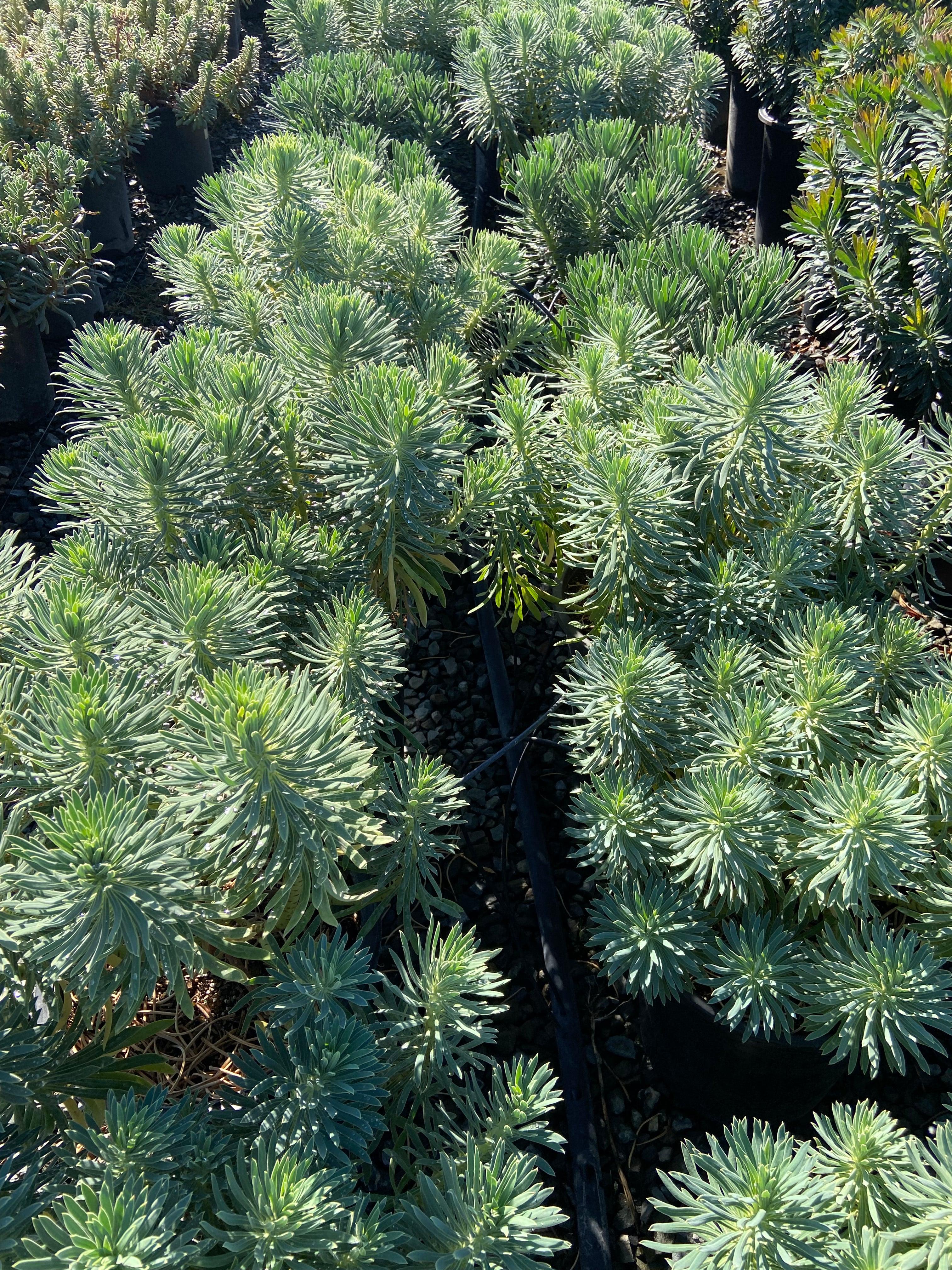 Spurge - Euphorbia - Image 6
