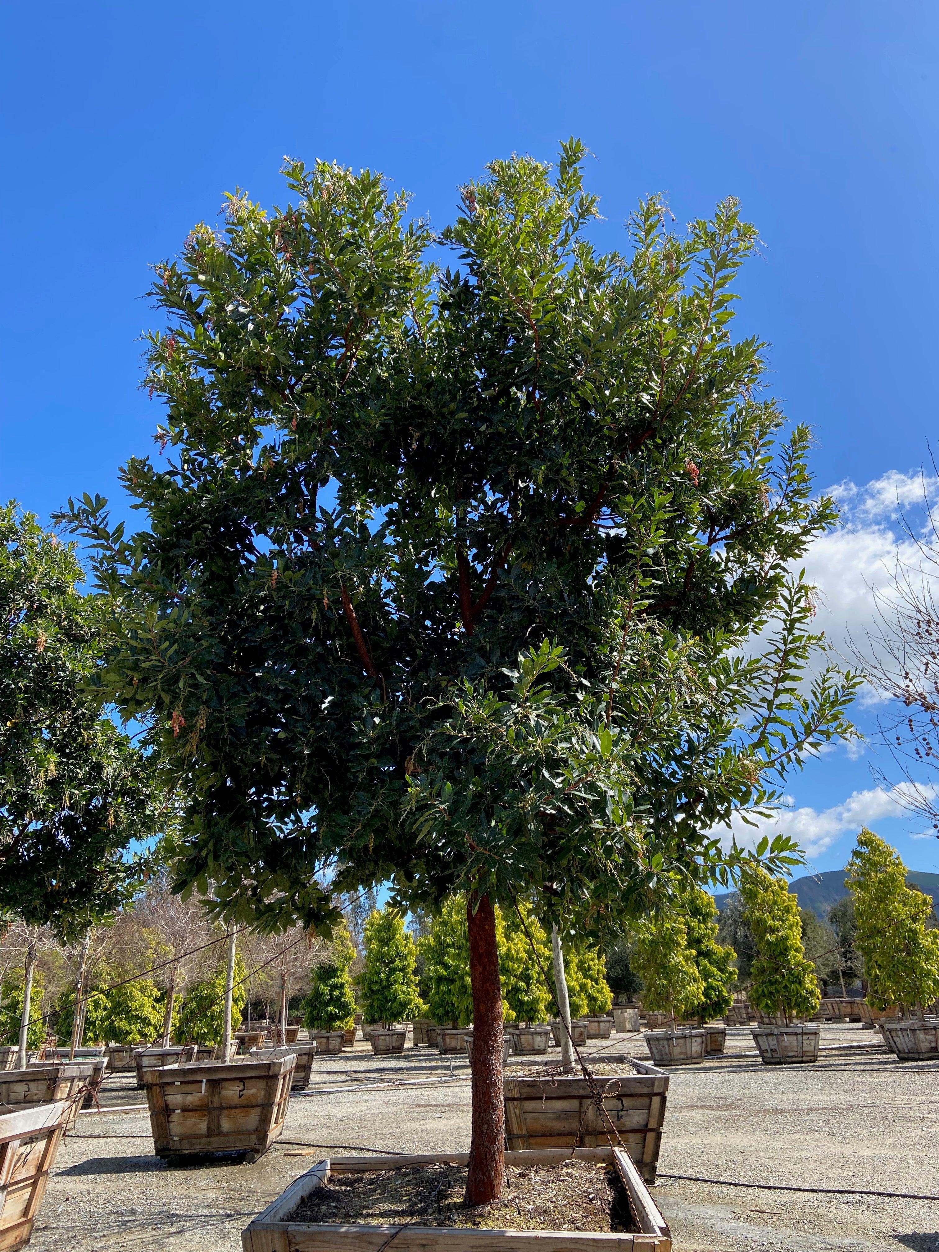 Strawberry Tree - Arbutus ‘Marina’ - Image 10