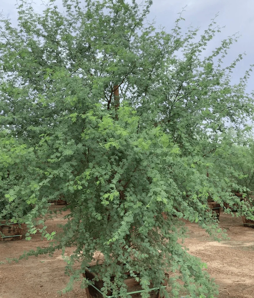 Sweet Acacia - Acacia smallii