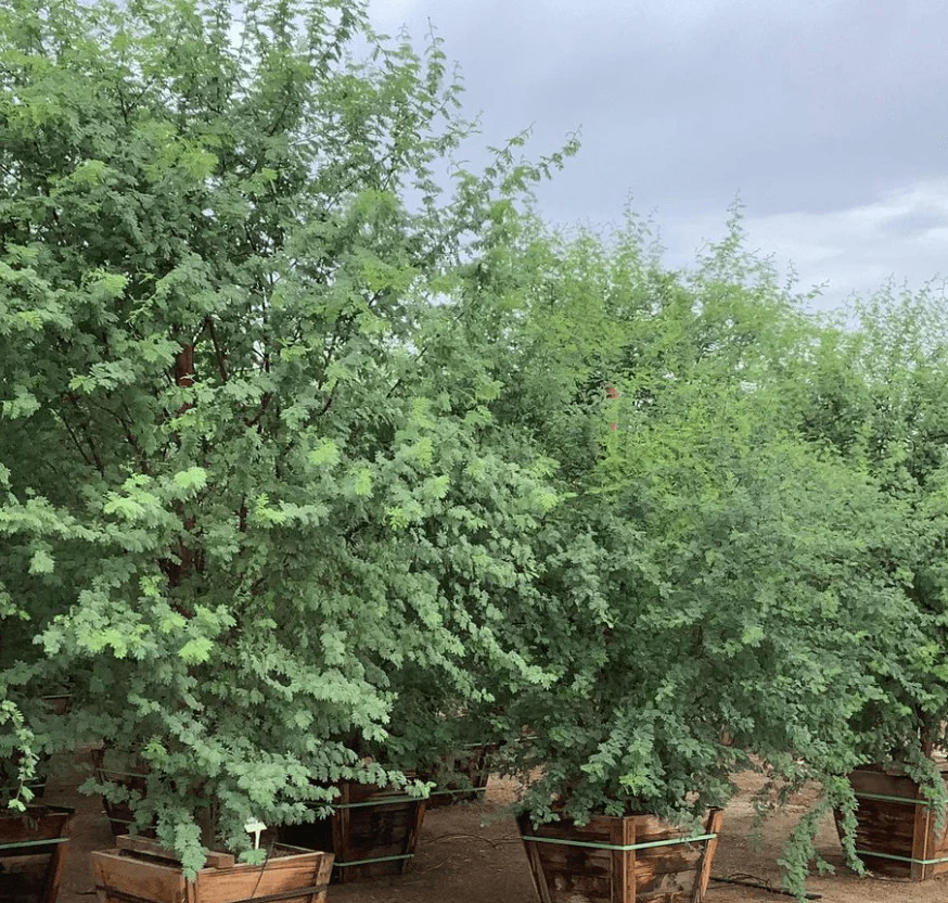 Sweet Acacia - Acacia smallii - Image 2