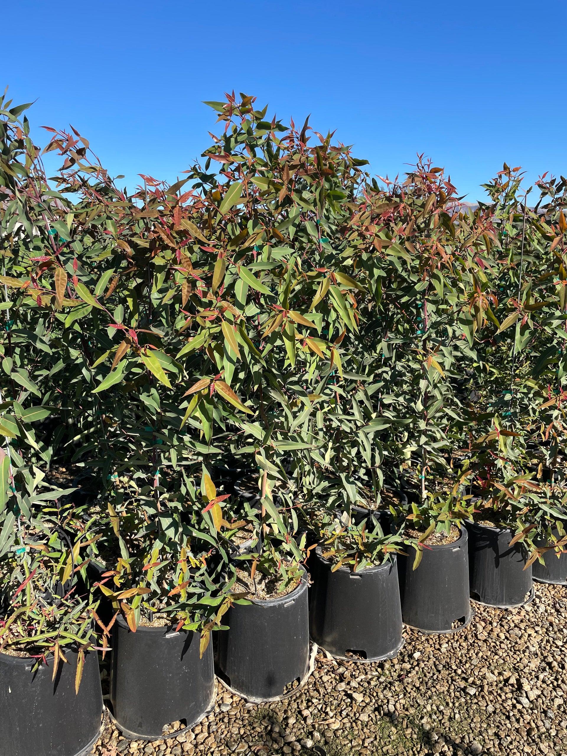 Sydney Red Gum (Angophora costata)