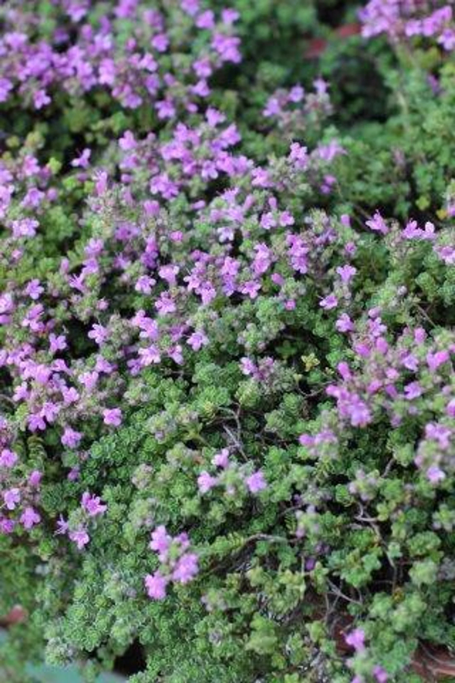 Thymus Serpyllum (Creeping Thyme)
