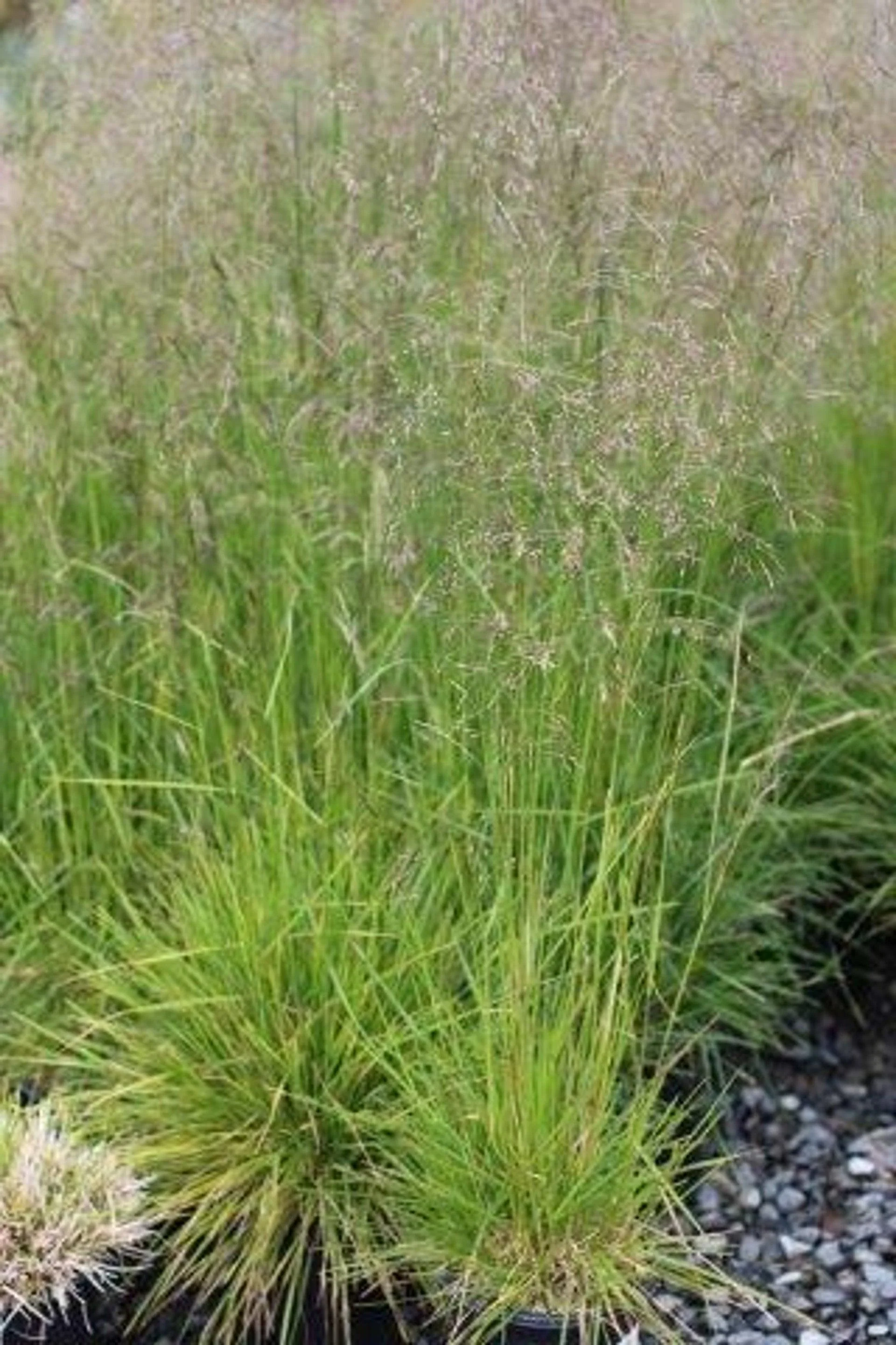 Tufted Hair Grass (Deschampsia cespitosa)