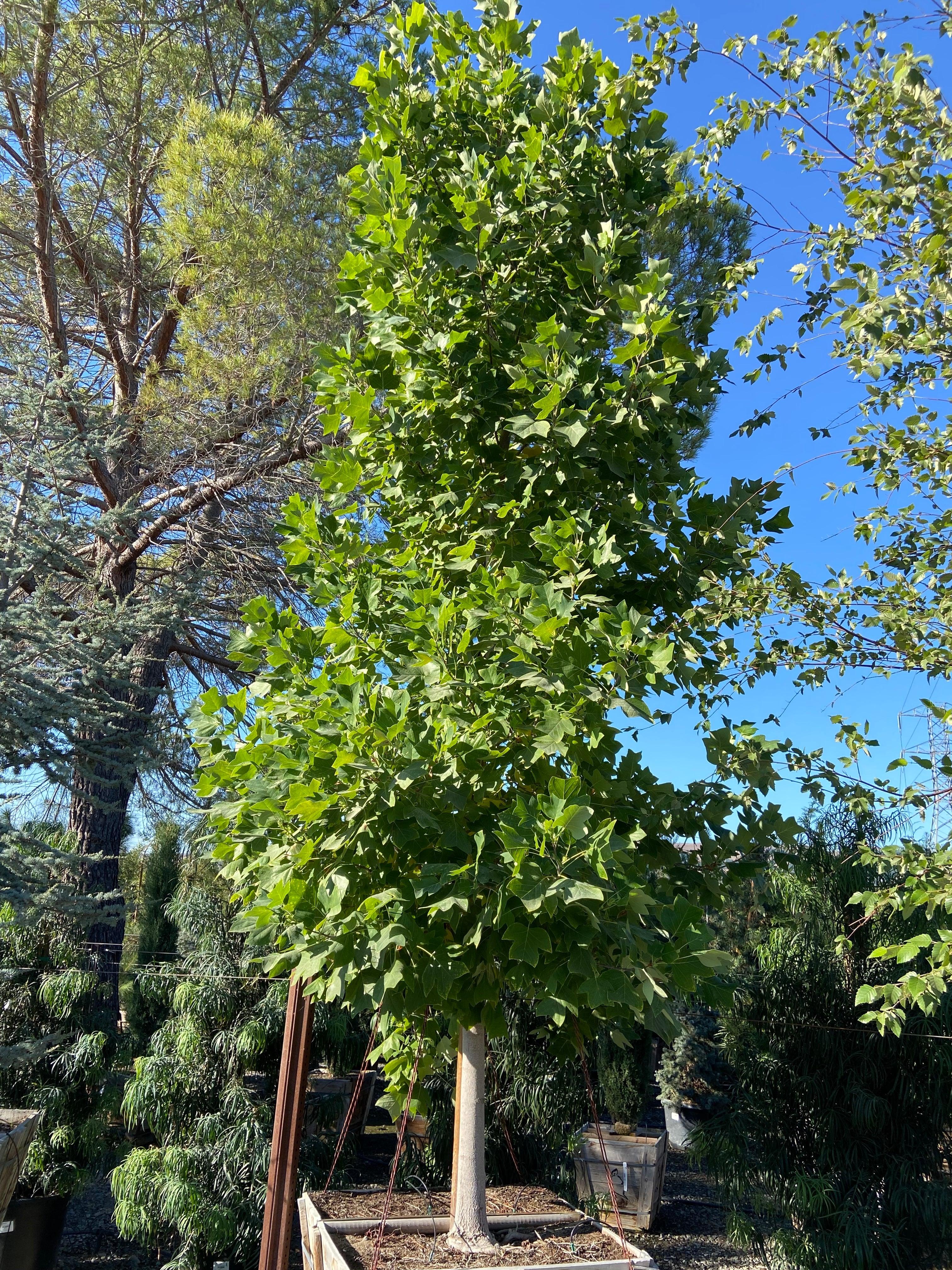 Tulip Tree - Liriodendron Tulipifera