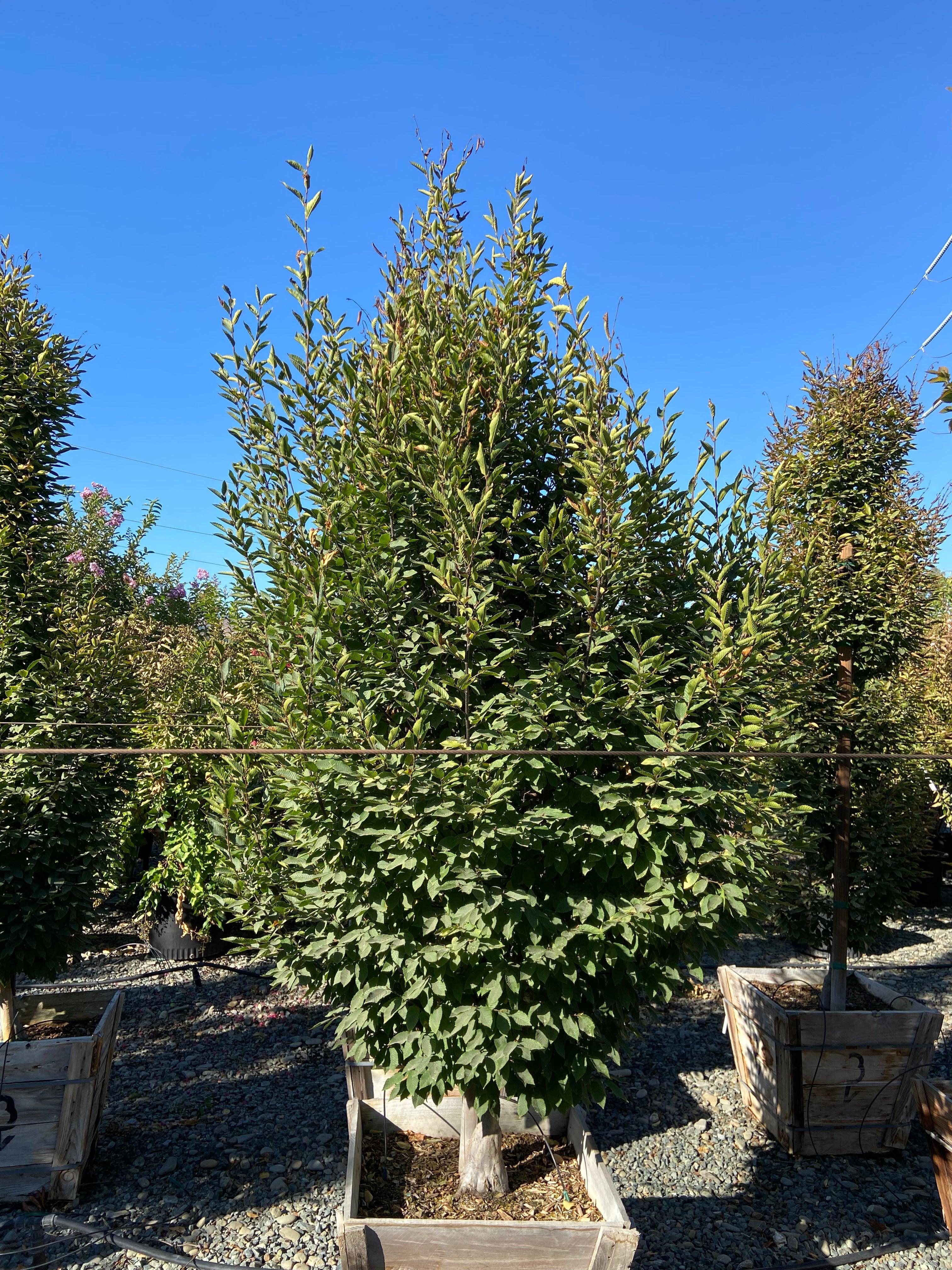 European Hornbeam (Carpinus betulus 'Fastigiata') - Image 3