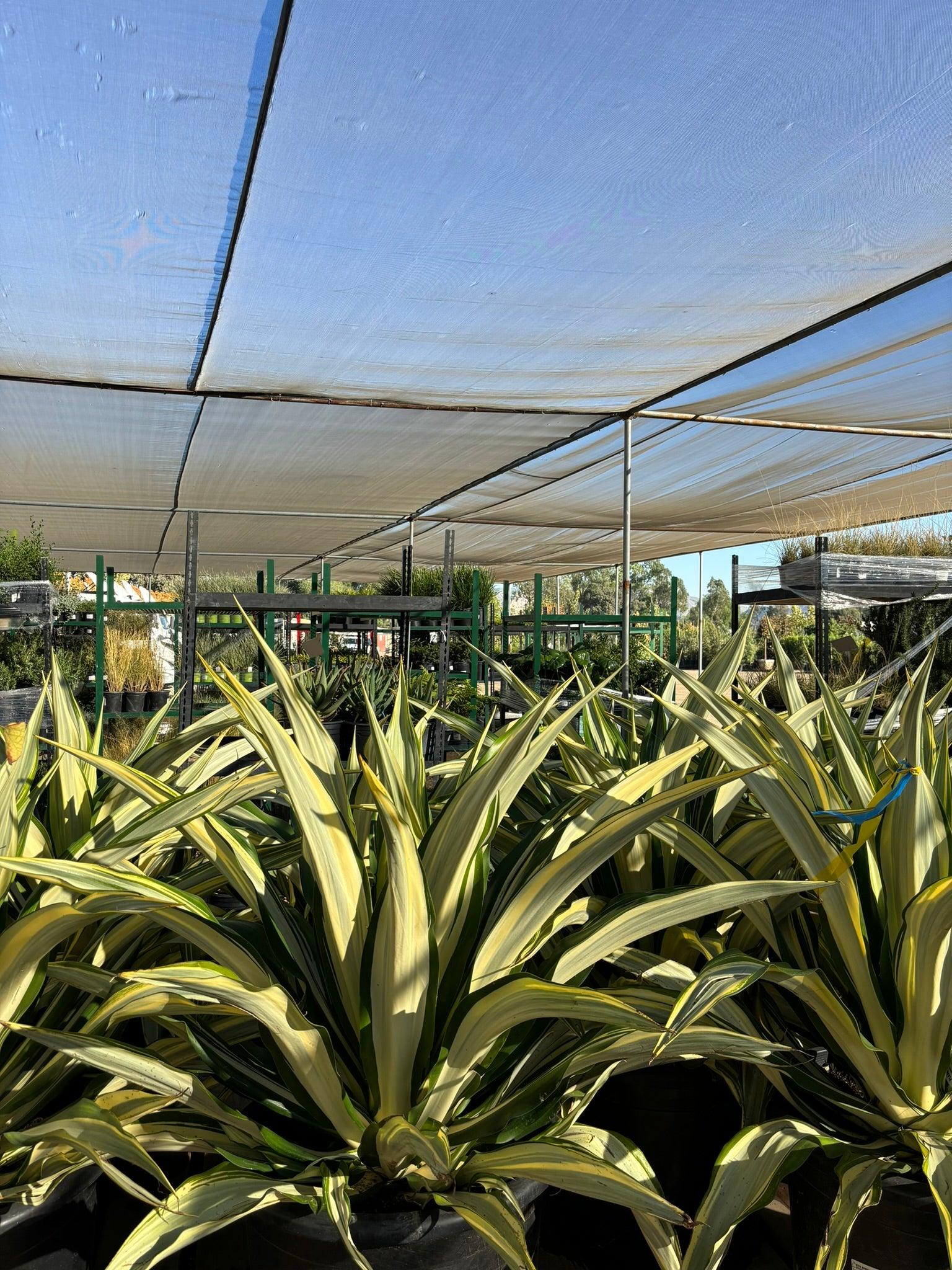 Variegated Mauritius Hemp - Furcraea Foetida Mediopicta