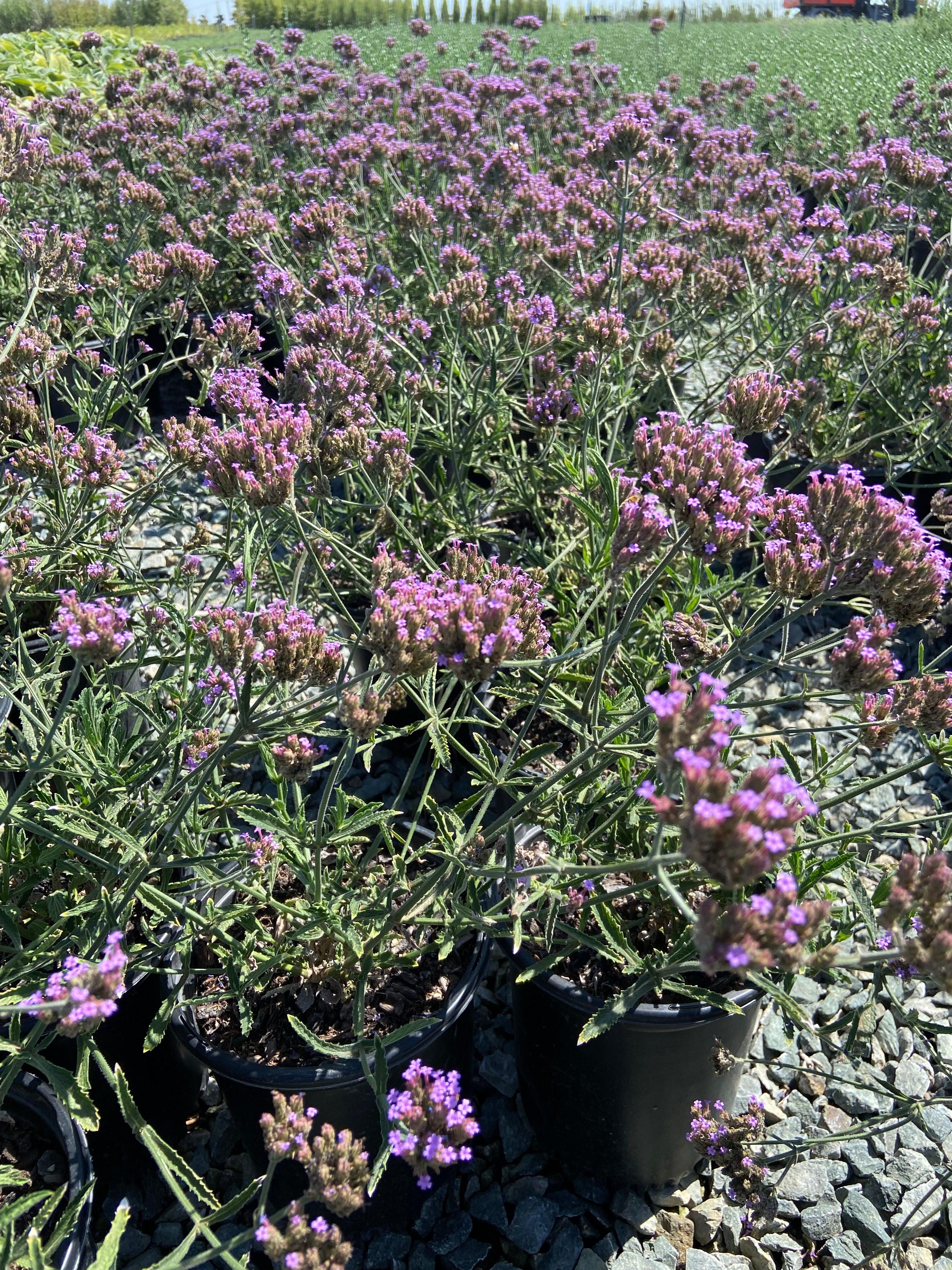 Verbena bonariensis (Purple Top Vervain)
