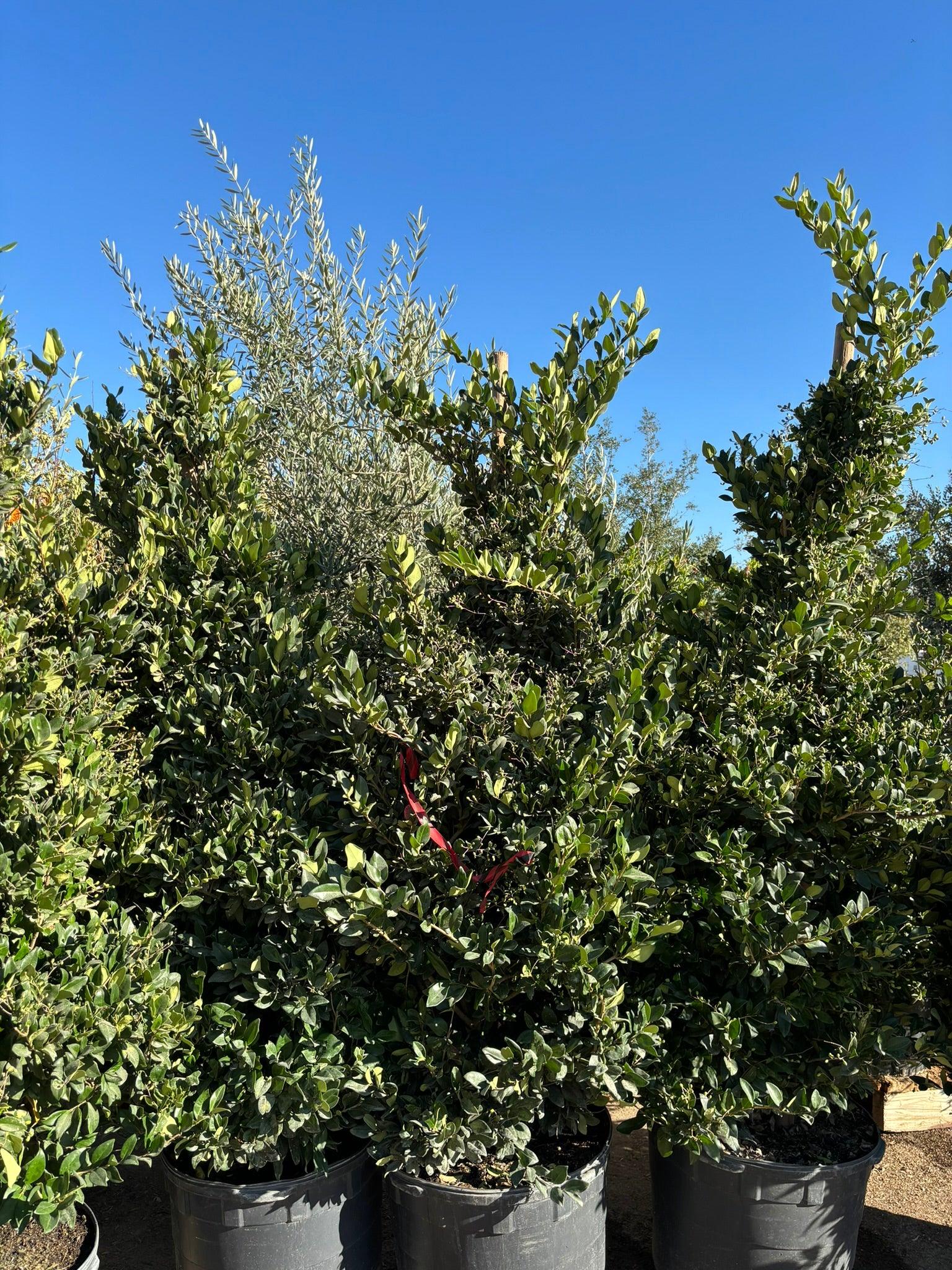 Ligustrum - Waxleaf Privet - Image 6