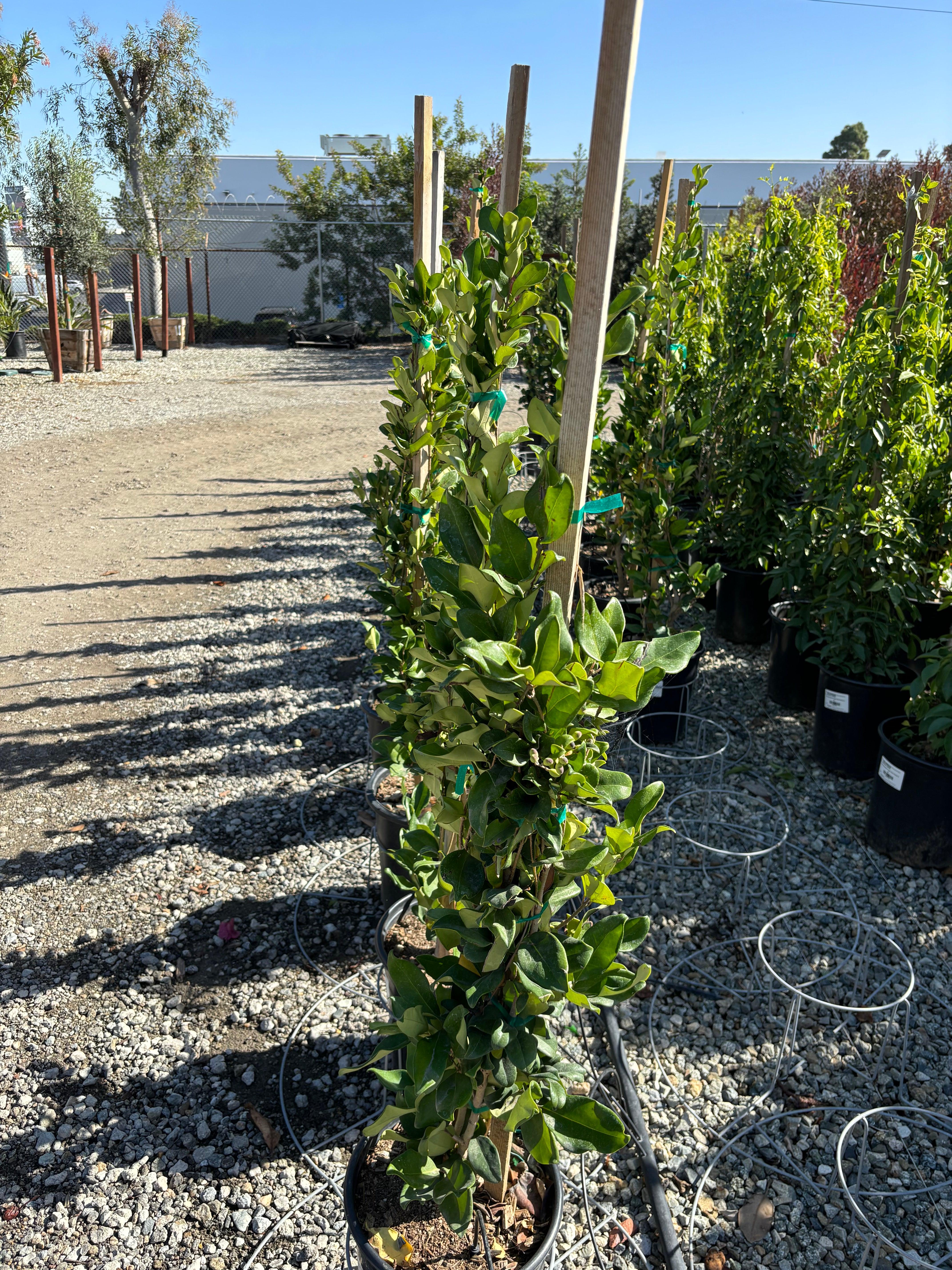 Ligustrum - Waxleaf Privet - Image 7