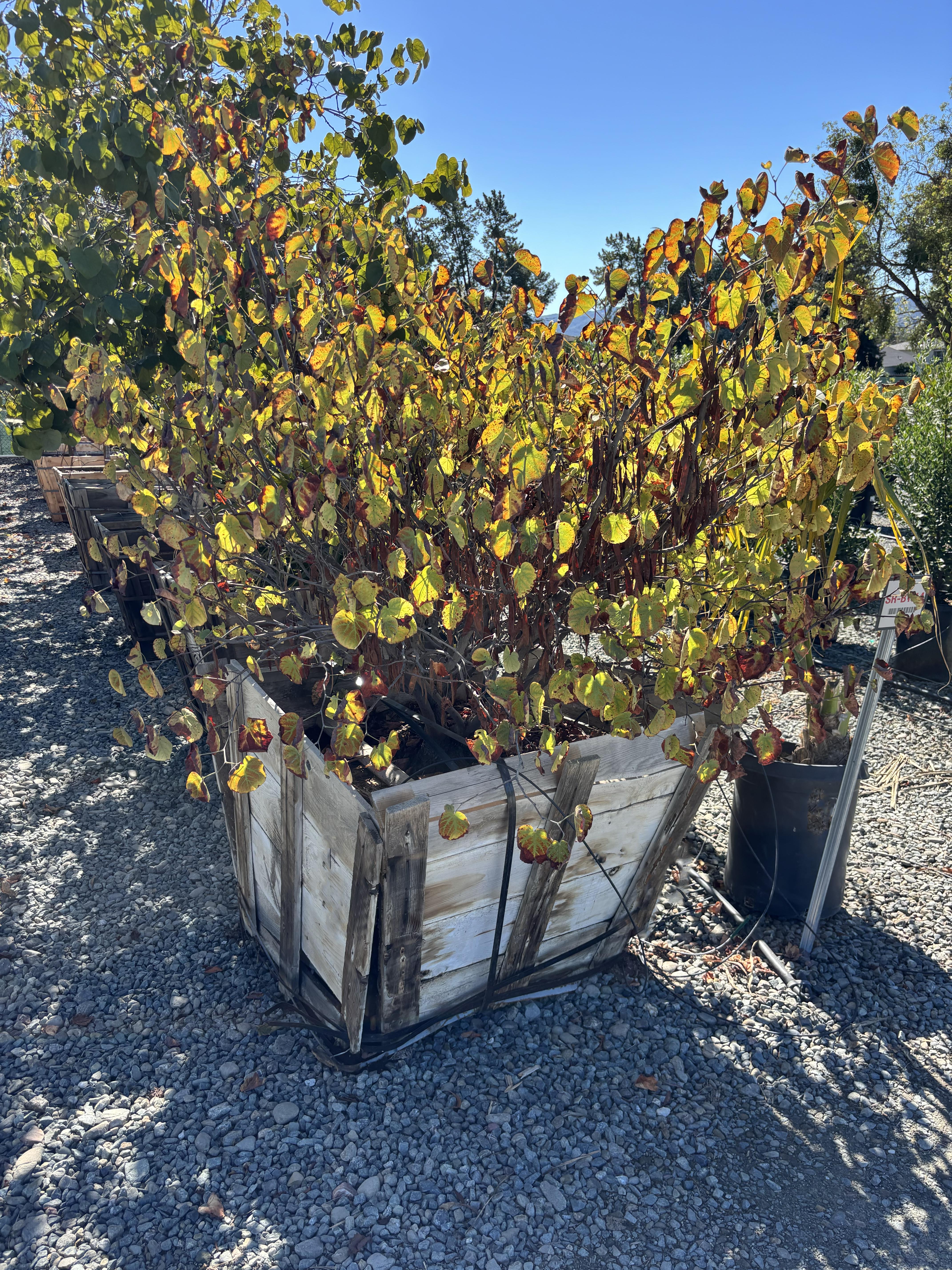 Western Redbud Tree (Cercis occidentalis) - Image 3