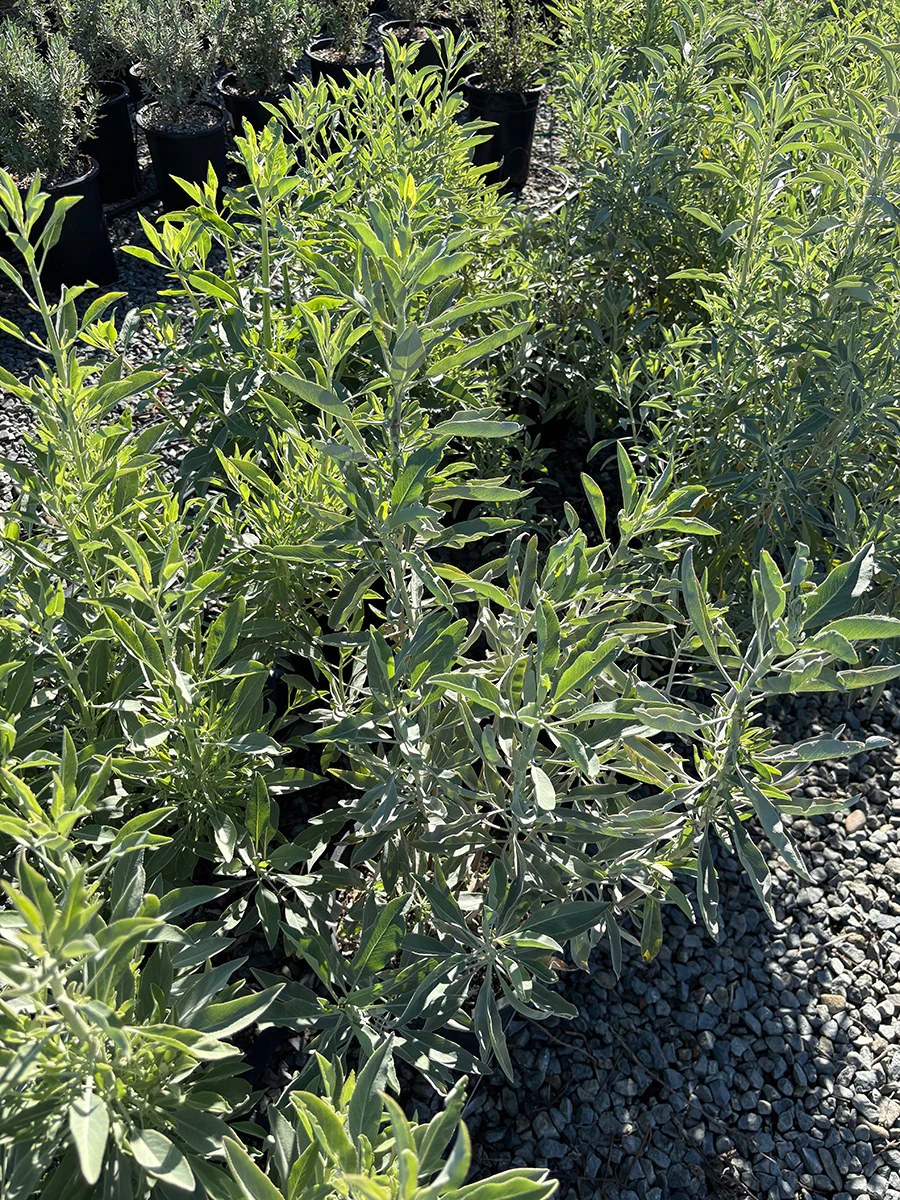 White Sage Plant (Salvia apiana)