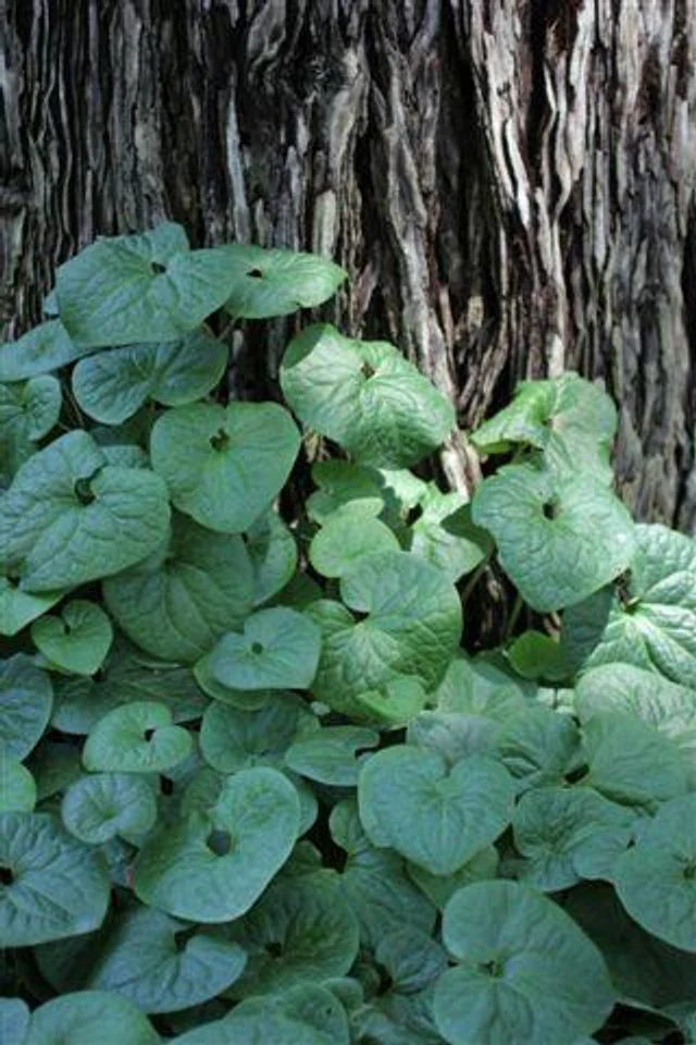 Wild Ginger - Asarum Caudatum - Image 2