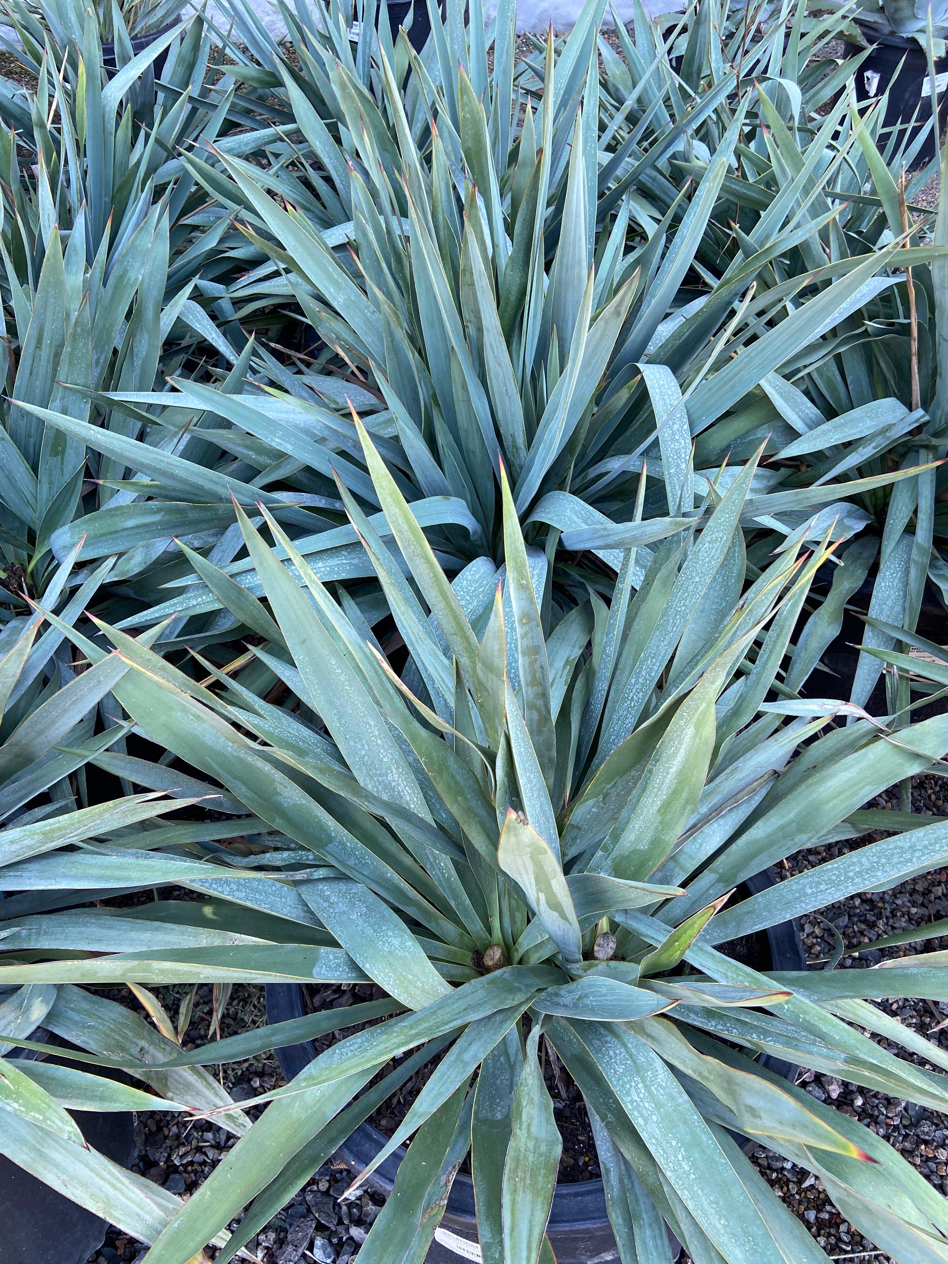 Yucca - Image 2