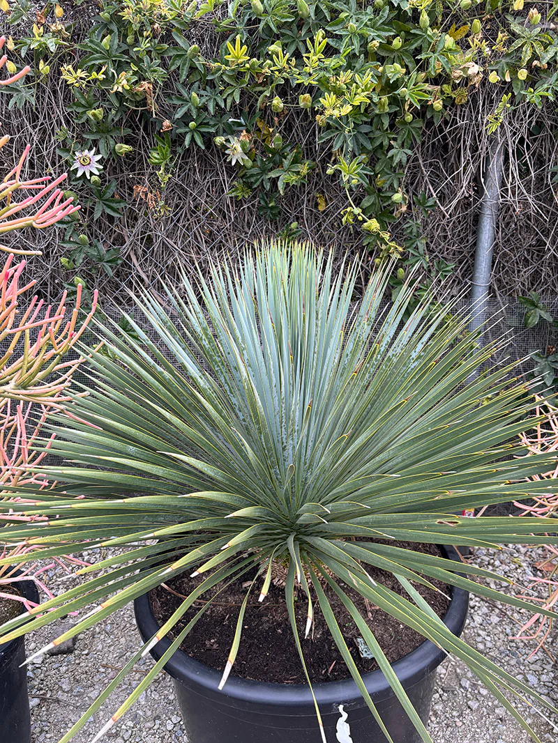 Yucca Rostrata (Big Bend Yucca)