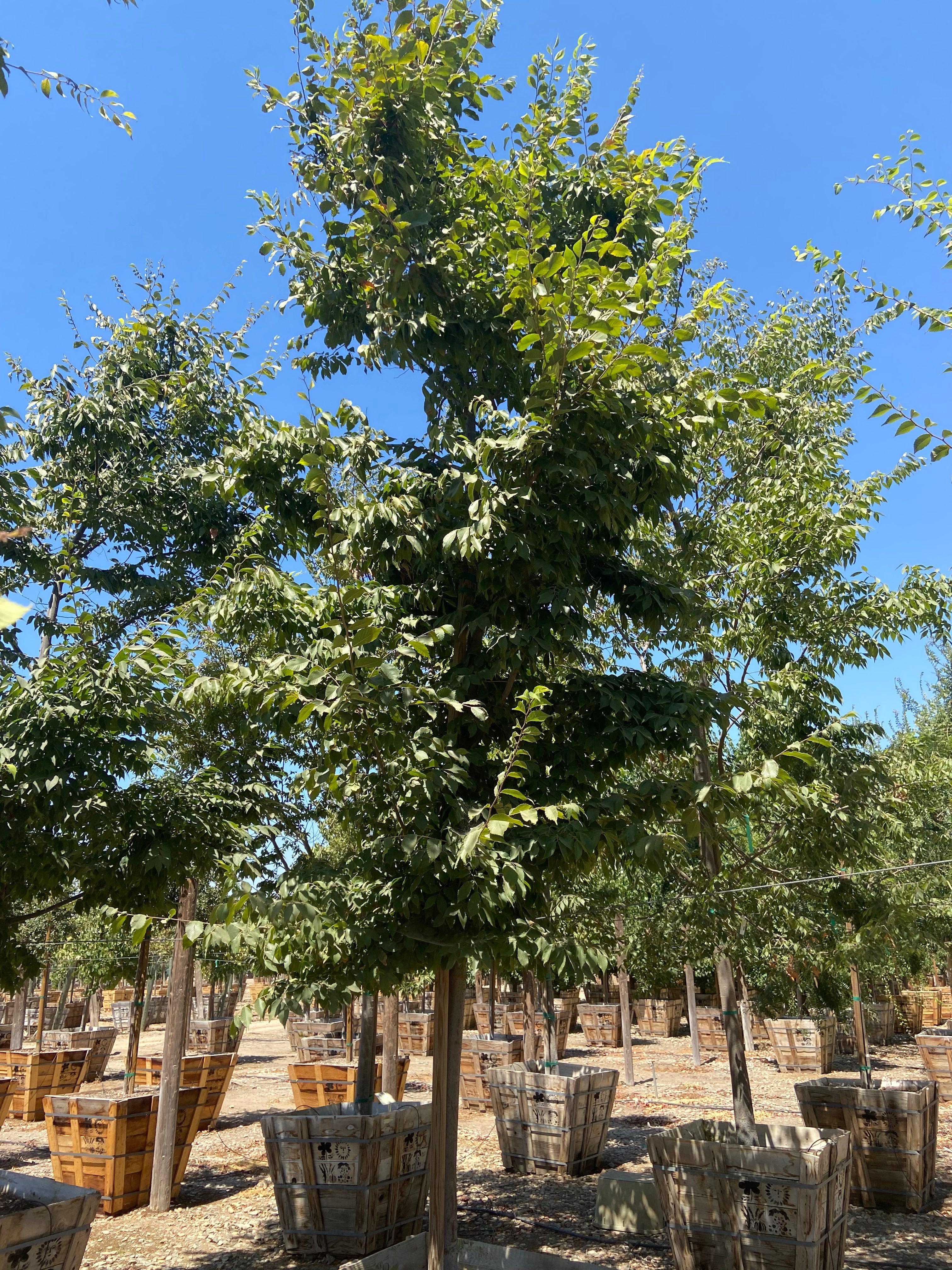 Japanese Zelkova - Zelkova Serrata - Image 3